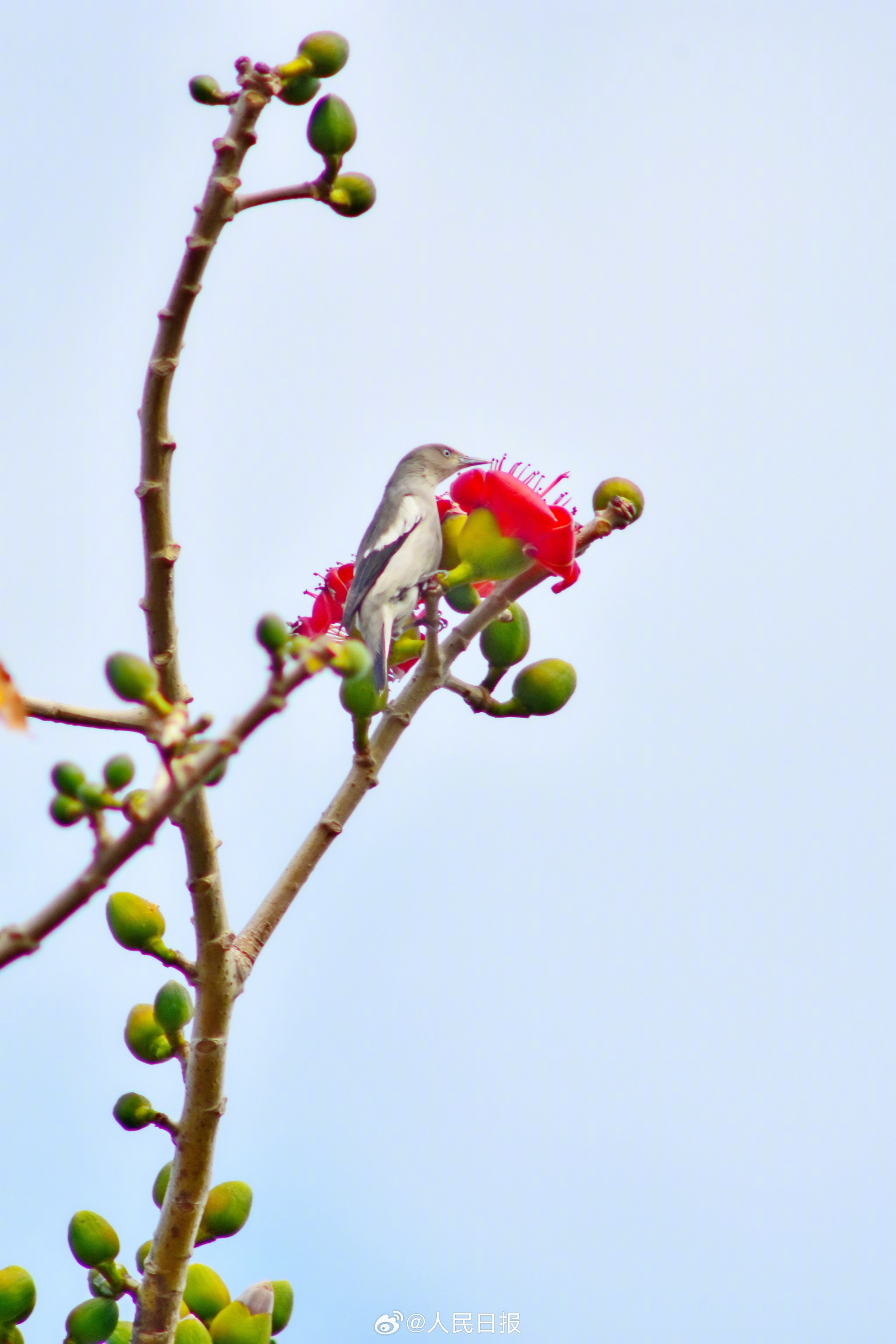 灵动可爱！鸟语花香4个字具象化了