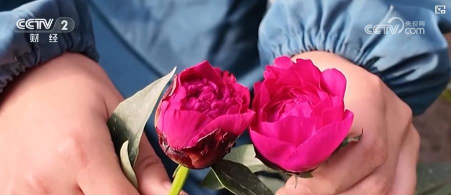 年宵花市迎春旺:多元品种花卉满足市场需求 点亮节日消费热潮 年宵花市迎春旺:多元品种花卉满足市场需求 点亮节日消费热潮