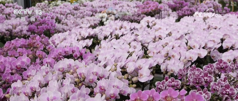 科技赋能“鲜花经济”花开更“艳” 百姓在繁花美景中迎接新的一年