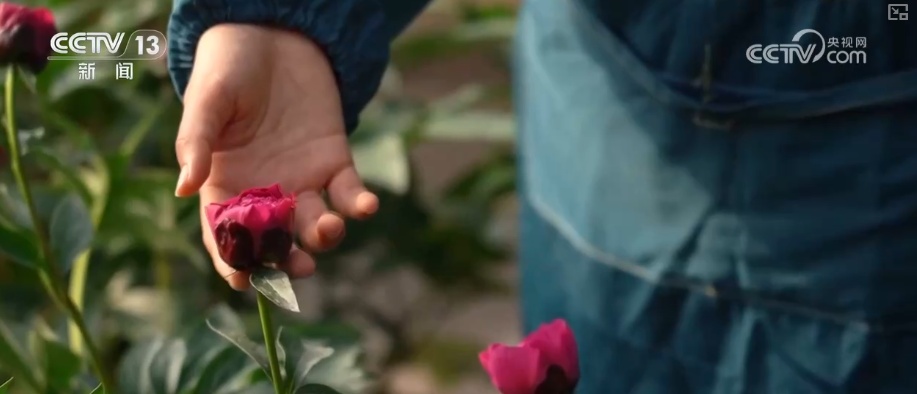 科技赋能“鲜花经济”花开更“艳” 百姓在繁花美景中迎接新的一年