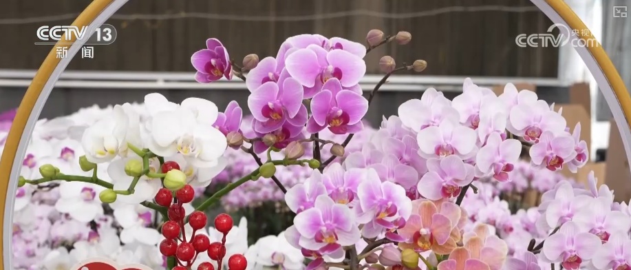 科技赋能“鲜花经济”花开更“艳” 百姓在繁花美景中迎接新的一年