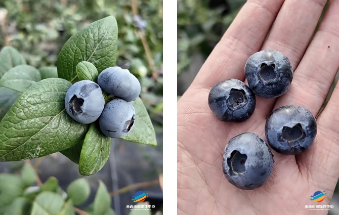 200元/斤,头茬已上市!青岛人超爱吃,“炫”起来根本没够…… 200元/斤,头茬已上市!青岛人超爱吃,“炫”起来根本没够……