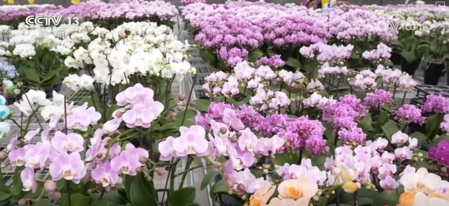 科技赋能“鲜花经济”花开更“艳” 百姓在繁花美景中迎接新的一年