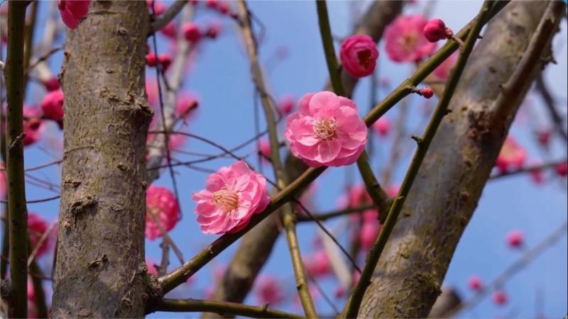 江西新余:梅开俏枝头 梅香绕古村 江西新余:梅开俏枝头 梅香绕古村
