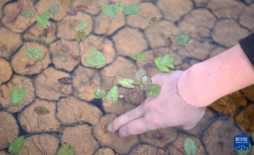 广州云溪植物园打造睡莲家园 广州云溪植物园打造睡莲家园
