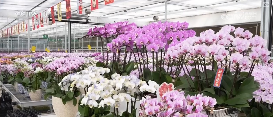科技赋能“鲜花经济”花开更“艳” 百姓在繁花美景中迎接新的一年