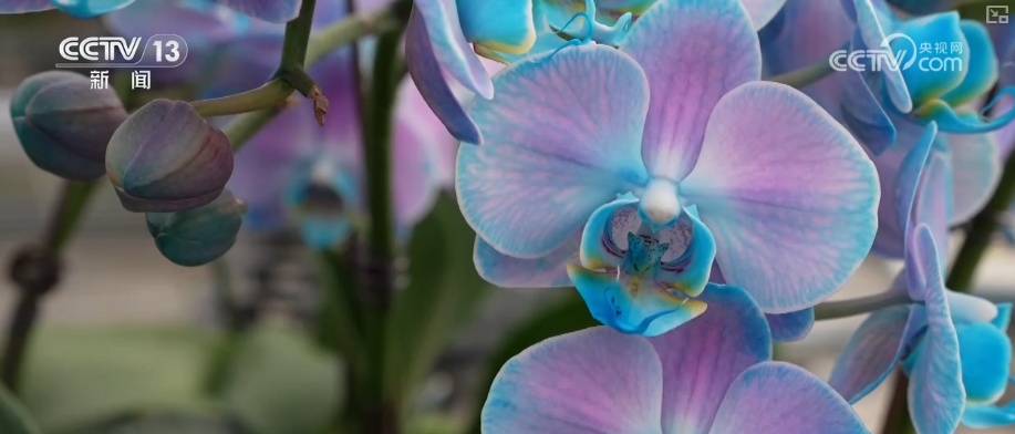 科技赋能“鲜花经济”花开更“艳” 百姓在繁花美景中迎接新的一年