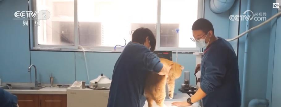 宠物经济新趋势：宠物消费市场规模超三千亿元 保障需求催生行业新增长点