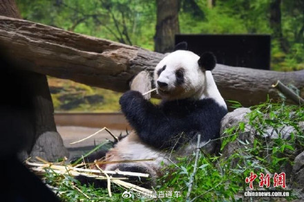 1972年以来日本大熊猫首次归零，晓晓蕾蕾一年可创造308亿日元经济效益