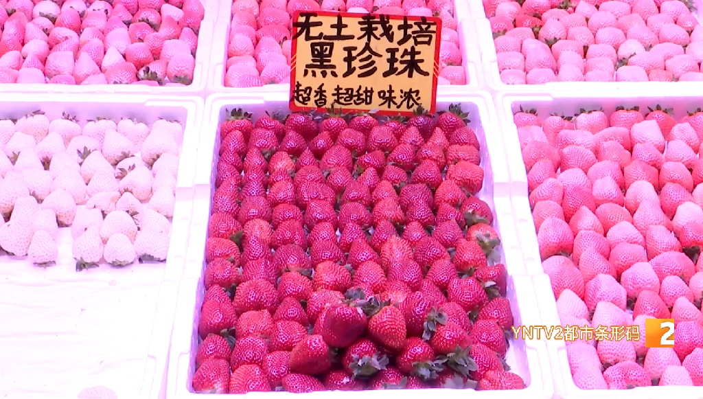 草莓界的“爱马仕”火了，产地就在云南！外省300多元一市斤，昆明价格如何？