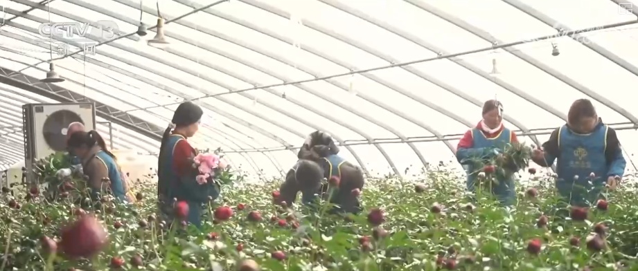 科技赋能“鲜花经济”花开更“艳” 百姓在繁花美景中迎接新的一年