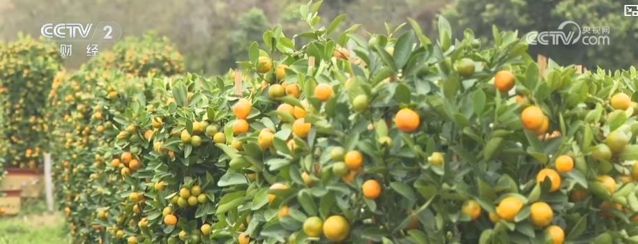 年宵花市迎春旺:多元品种花卉满足市场需求 点亮节日消费热潮 年宵花市迎春旺:多元品种花卉满足市场需求 点亮节日消费热潮