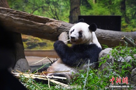 旅日大熊猫今日启程回国