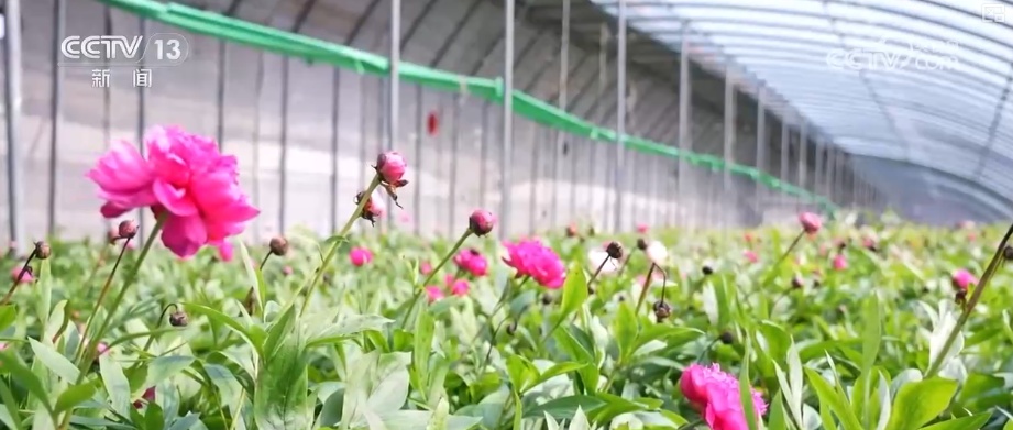 科技赋能“鲜花经济”花开更“艳” 百姓在繁花美景中迎接新的一年