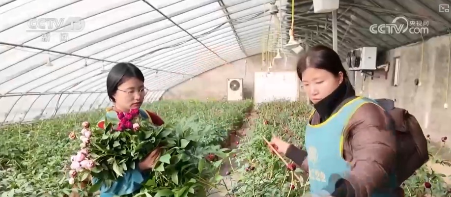 科技赋能“鲜花经济”花开更“艳” 百姓在繁花美景中迎接新的一年