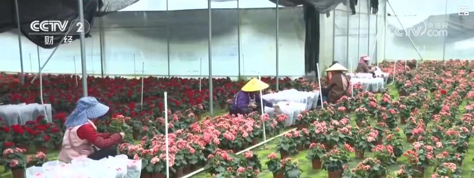 年宵花市迎春旺:多元品种花卉满足市场需求 点亮节日消费热潮 年宵花市迎春旺:多元品种花卉满足市场需求 点亮节日消费热潮