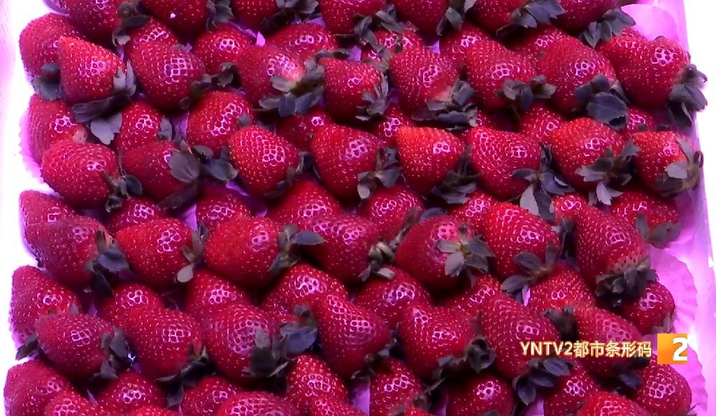 草莓界的“爱马仕”火了，产地就在云南！外省300多元一市斤，昆明价格如何？