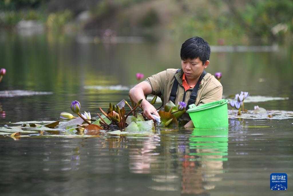 广州云溪植物园打造睡莲家园 广州云溪植物园打造睡莲家园