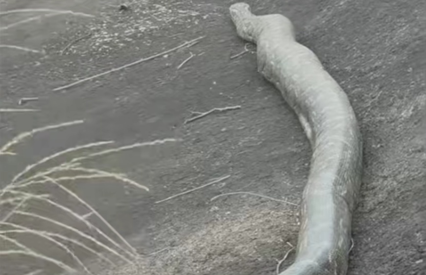 广东将军山发现数米长蟒蛇，当地林业部门：无毒，遇到快走，系未开发区域