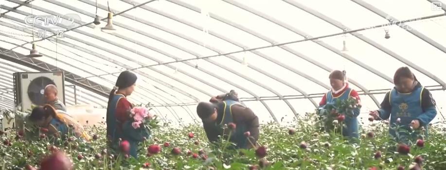 年宵花市迎春旺:多元品种花卉满足市场需求 点亮节日消费热潮 年宵花市迎春旺:多元品种花卉满足市场需求 点亮节日消费热潮