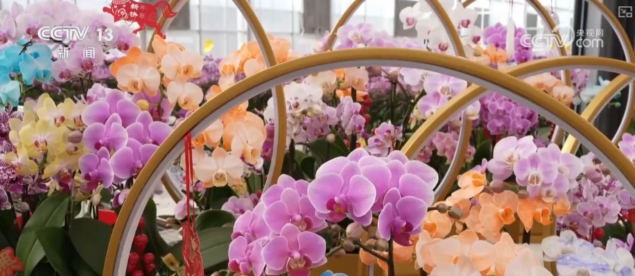 科技赋能“鲜花经济”花开更“艳” 百姓在繁花美景中迎接新的一年