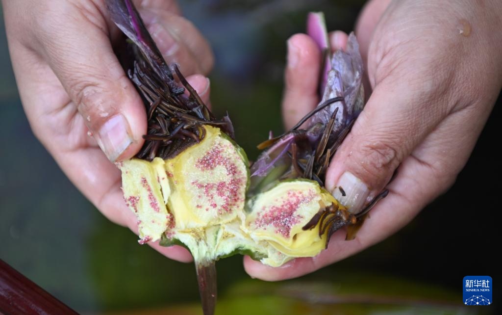 广州云溪植物园打造睡莲家园 广州云溪植物园打造睡莲家园