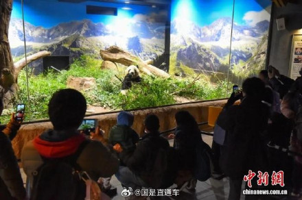 1972年以来日本大熊猫首次归零，晓晓蕾蕾一年可创造308亿日元经济效益