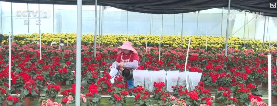 年宵花市迎春旺:多元品种花卉满足市场需求 点亮节日消费热潮 年宵花市迎春旺:多元品种花卉满足市场需求 点亮节日消费热潮