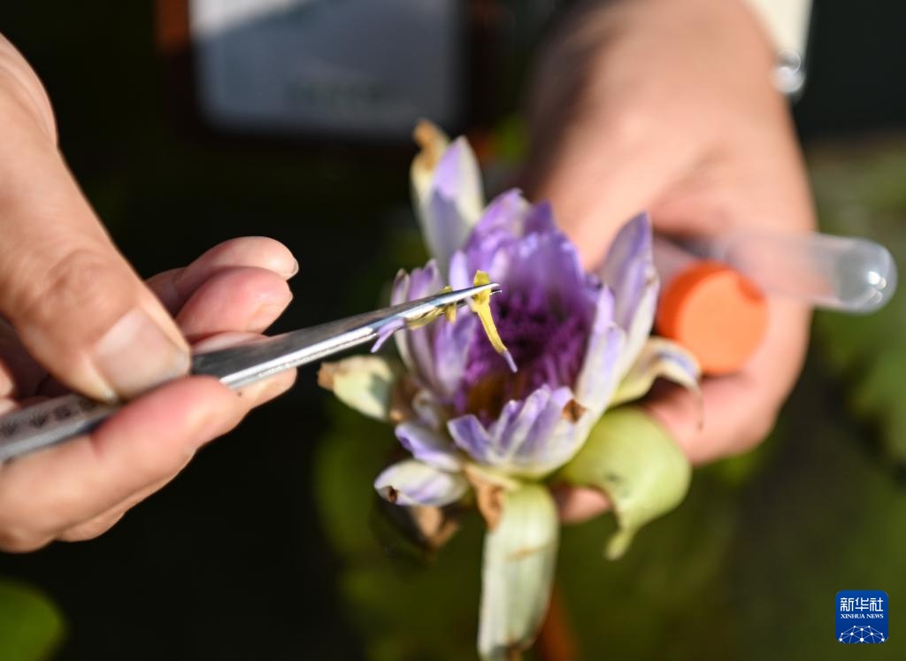 广州云溪植物园打造睡莲家园 广州云溪植物园打造睡莲家园