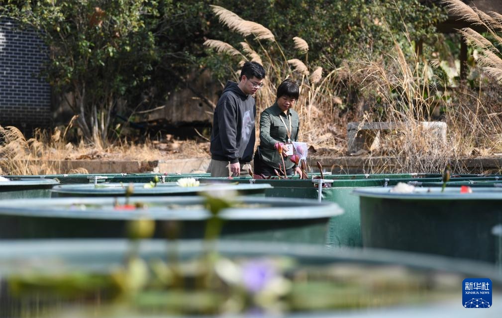 广州云溪植物园打造睡莲家园 广州云溪植物园打造睡莲家园
