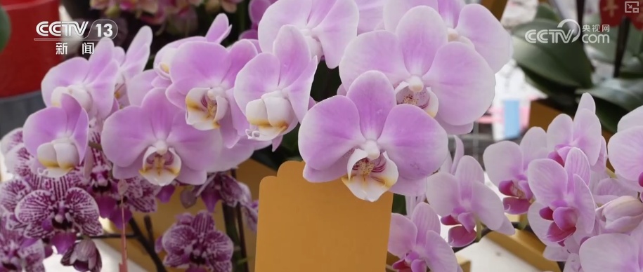 科技赋能“鲜花经济”花开更“艳” 百姓在繁花美景中迎接新的一年