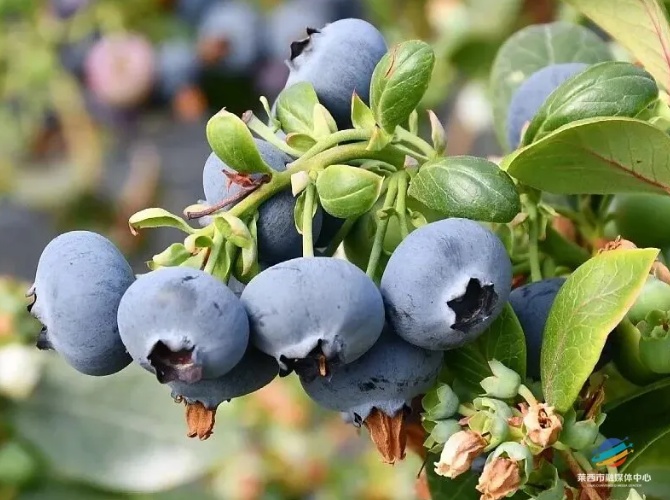 200元/斤,头茬已上市!青岛人超爱吃,“炫”起来根本没够…… 200元/斤,头茬已上市!青岛人超爱吃,“炫”起来根本没够……