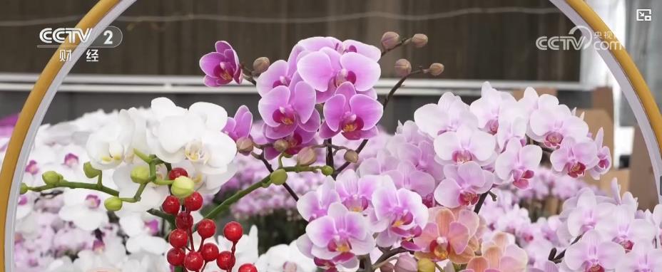 年宵花市迎春旺:多元品种花卉满足市场需求 点亮节日消费热潮 年宵花市迎春旺:多元品种花卉满足市场需求 点亮节日消费热潮
