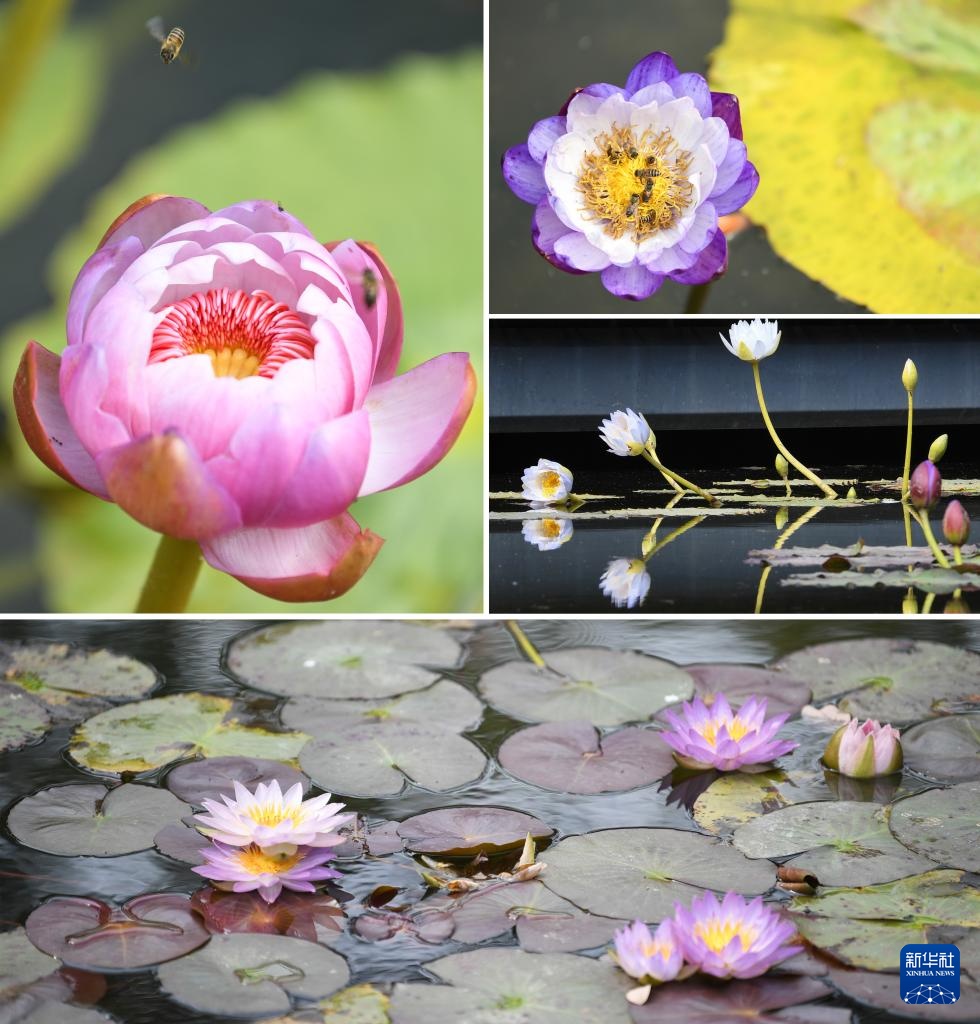 广州云溪植物园打造睡莲家园 广州云溪植物园打造睡莲家园