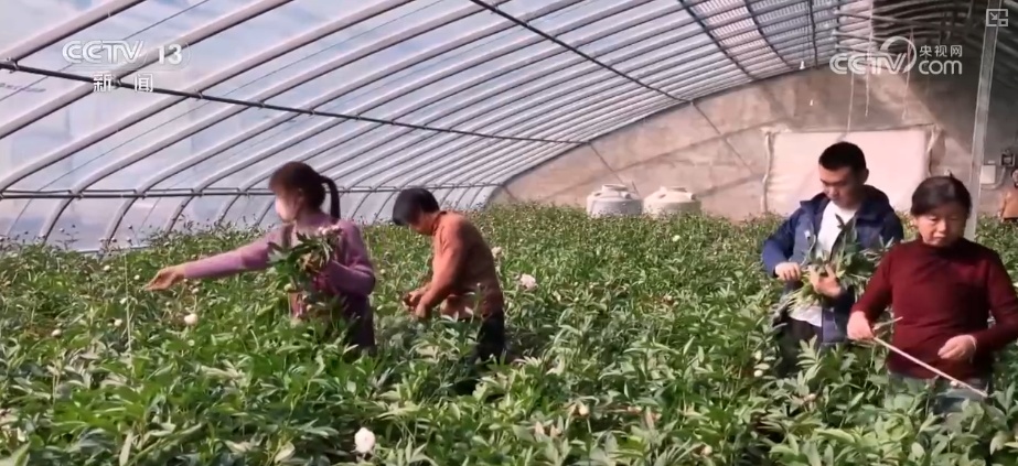 科技赋能“鲜花经济”花开更“艳” 百姓在繁花美景中迎接新的一年