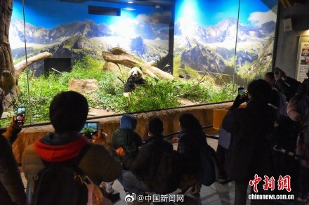 旅日大熊猫今日启程回国