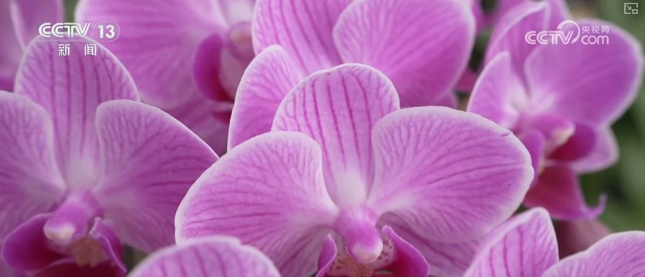 科技赋能“鲜花经济”花开更“艳” 百姓在繁花美景中迎接新的一年