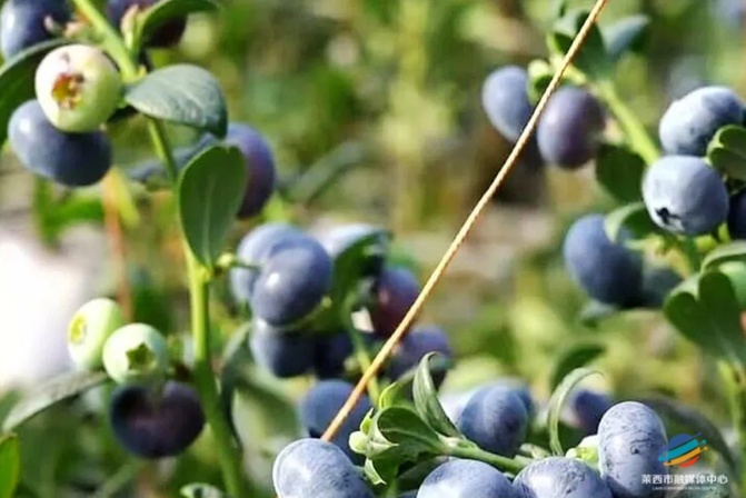 200元/斤,头茬已上市!青岛人超爱吃,“炫”起来根本没够…… 200元/斤,头茬已上市!青岛人超爱吃,“炫”起来根本没够……