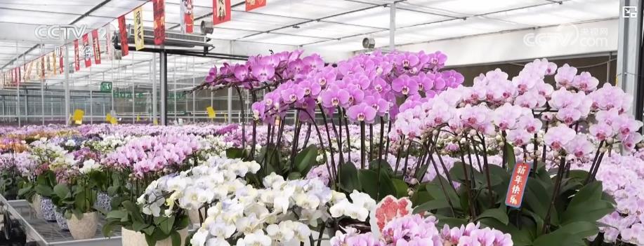年宵花市迎春旺:多元品种花卉满足市场需求 点亮节日消费热潮 年宵花市迎春旺:多元品种花卉满足市场需求 点亮节日消费热潮