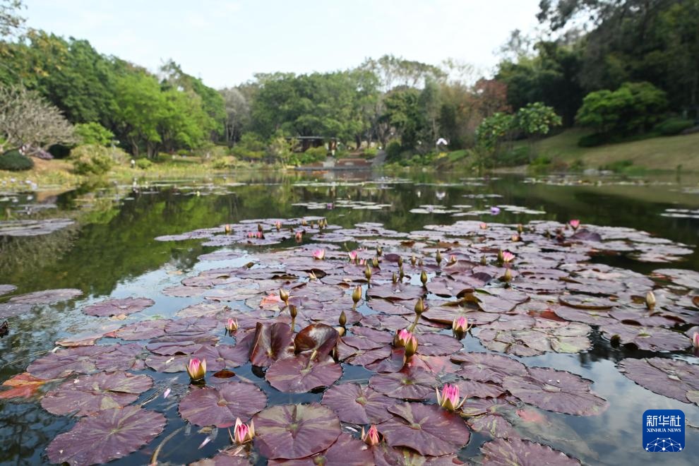 广州云溪植物园打造睡莲家园 广州云溪植物园打造睡莲家园