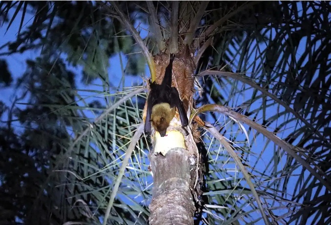 尼帕病毒怎样传播?如何提早预防?一文了解 尼帕病毒怎样传播?如何提早预防?一文了解