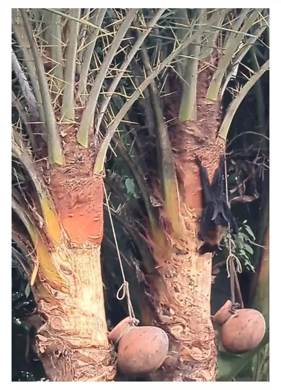 尼帕病毒又一传播途径！生枣椰汁为何成“危险饮品”？