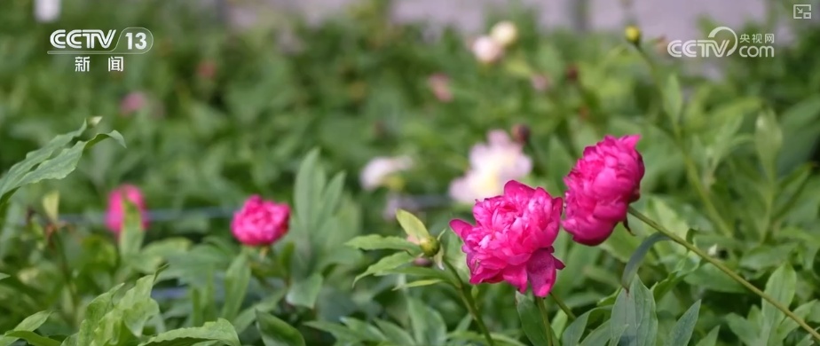 科技赋能“鲜花经济”花开更“艳” 百姓在繁花美景中迎接新的一年