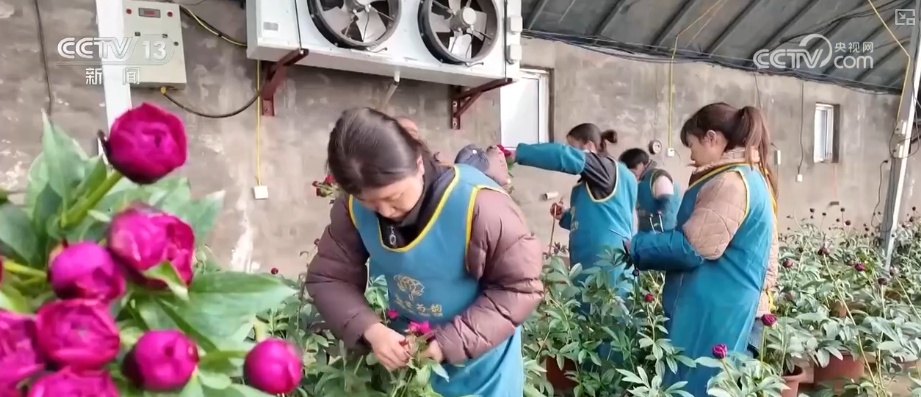 科技赋能“鲜花经济”花开更“艳” 百姓在繁花美景中迎接新的一年