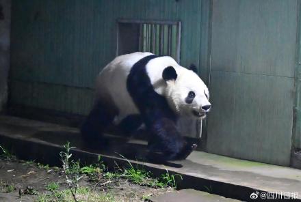 到家啦！旅日大熊猫晓晓蕾蕾顺利抵达四川