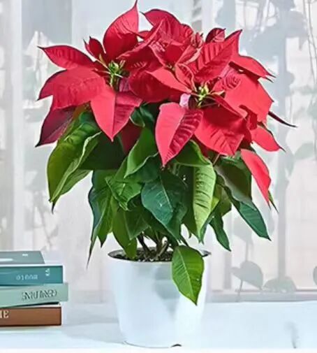 太像了！祖孙误食，双双中毒...注意！很多广东人家里都有