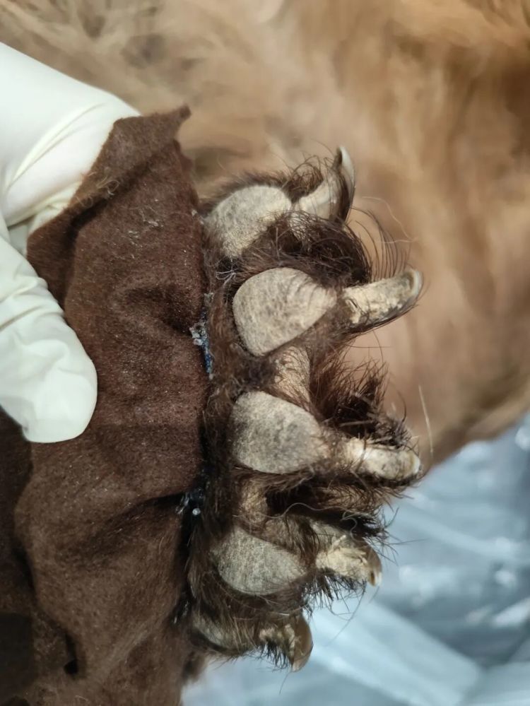 首都机场海关查获美洲黑熊熊皮制品1件 首都机场海关查获美洲黑熊熊皮制品1件