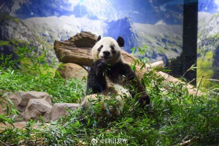 旅日大熊猫“晓晓”和“蕾蕾”平安抵达成都 旅日大熊猫“晓晓”和“蕾蕾”平安抵达成都