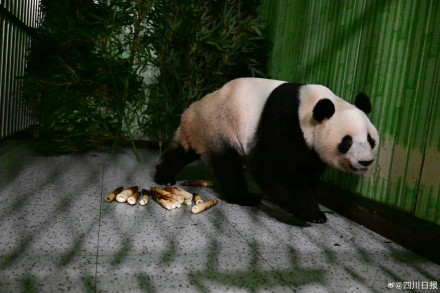 到家啦！旅日大熊猫晓晓蕾蕾顺利抵达四川