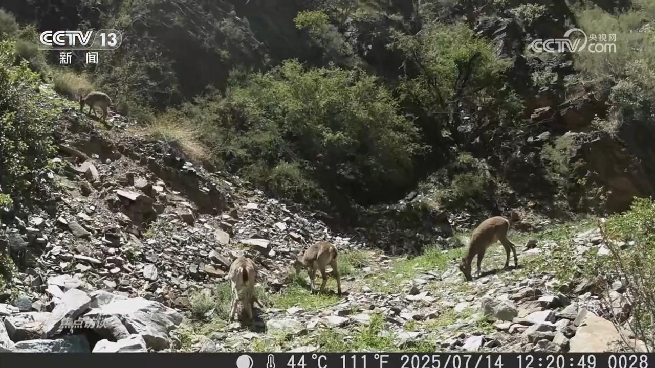 焦点访谈|“刷脸”穿隧洞、坐电梯过大坝……金沙江的鱼儿回家之路为何能畅快通行? 焦点访谈|“刷脸”穿隧洞、坐电梯过大坝……金沙江的鱼儿回家之路为何能畅快通行?